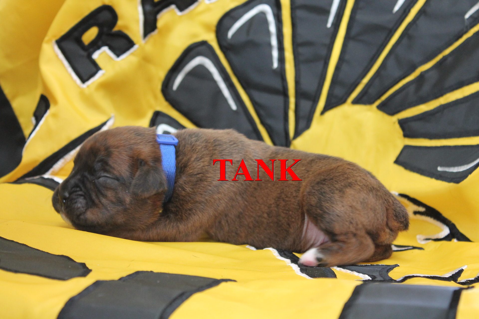 Tank Rhoads Way